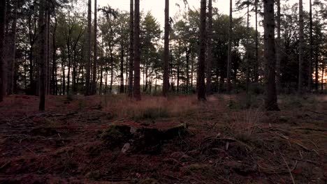 Low-to-the-forest-floor-aerial-forward-movement-in-a-dark-pine-forest-at-sunrise-hovering-over-a-cut-off-tree-trunk