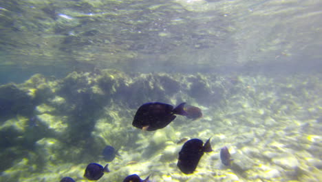 Ein-Schwarm-Blautang-Schwimmt-Unter-Anderen-Fischen-Auf-Aruba-Direkt-Unter-Der-Wasseroberfläche