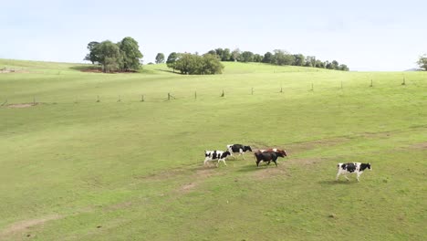 Cattle-strolling-in-green-field-on-a-sunny-day