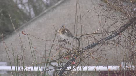Fieldfare-perched-waiting-for-snow-shower-to-pass