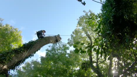 Female-tree-surgeon-cuts-off-a-huge-tree-trunk-section,-low-angle,-50fps