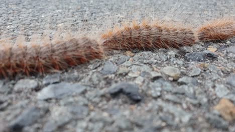 Hairy-Caterpillars-following-each-other-in-a-single-line