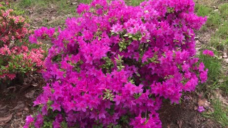 Rhododendron-flowering-shrubs,-trees,-bushes-in-full-bloom-in-the-spring