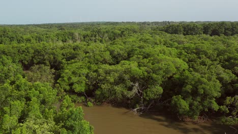 Luftaufnahme:-Mangrovenwald-Im-Parnaiba-Delta