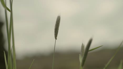 Einfaches-Hohes-Gras-Im-Wind