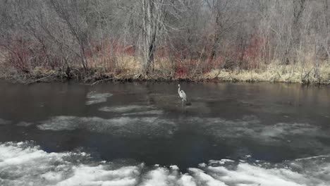 Aerial-Drone-video-from-Lake-Susan-in-Chanhassen-Minnesota-of-a-great-blue-heron-standing-on-partially-frozen-ice