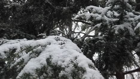 Pan-right-to-left-of-snow-covered-pine-tree-branch
