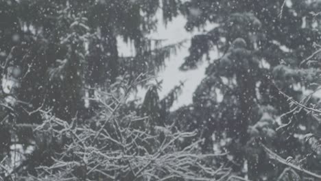 SLOW-MOTION:-Heavy-snowfall,-some-spruce-trees-in-the-background
