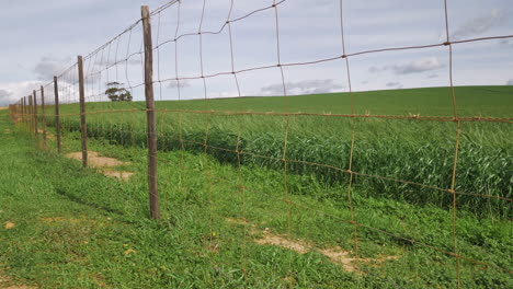 Wired-fence-creating-leading-line-next-to-green-crop-field-on-windy-day