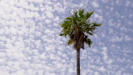 Time-lapse-cloudscape,-clouds-moving-in-blue-sky-above-palm-tree