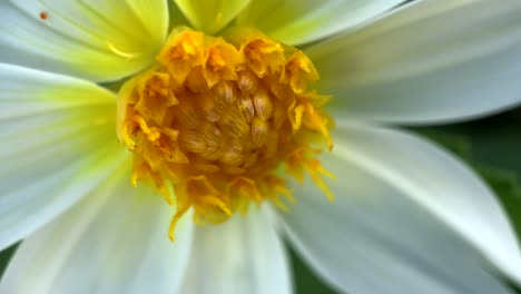 Extreme-Nahaufnahme-Der-Mitte-Einer-Gänseblümchenblume