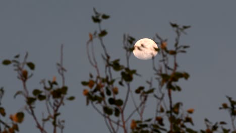 Waxing-gibbous-moon-seen-through-branches-of-a-Silver-Poplar-moved-by-the-wind