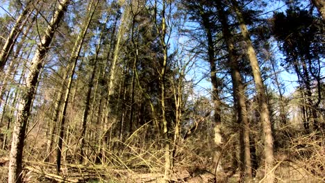 Forest-Walkthrough.-Beautiful-Cinematic-scenery