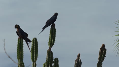 Adults-couple-of-Lear's-macaw-sitting-on-cactus-of-caatinga-Brazil