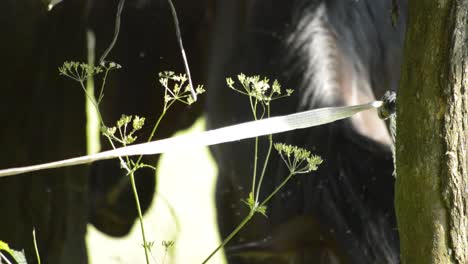 The-green-grass-of-fennel-with-brown-horse-blurred-in-the-background-eating-grass,-SLOMO