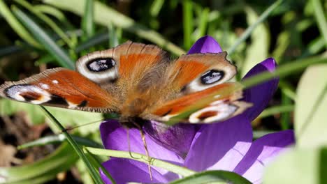 A-Peacock-Butterfly-inspects-a-purple-crocus-flower-on-a-sunny-day