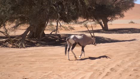 African-Wild-Antilope-Walking-on-Hot-Sand-in-the-Sossusvlei,-Namibia