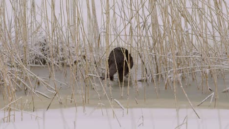 Otter-walking-on-ice-and-dive-into-the-ice-hole