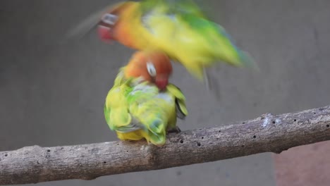 Thunfischgrüne-Papageien-Spielen-Miteinander-Und-Sitzen-Auf-Dem-Ast