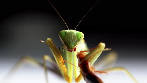 Green-mantis-eats-brown-bug
