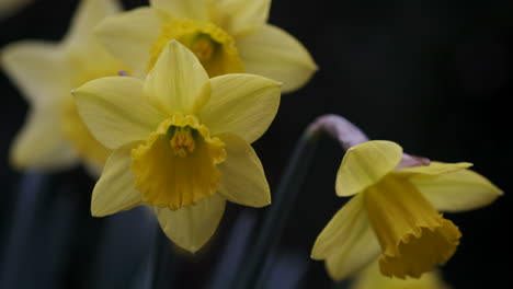 A-sign-of-Spring-as-bright-yellow-Daffodil-flowers-come-in-to-full-bloom-in-an-English-Country-Garden