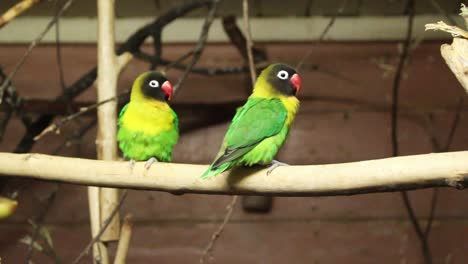 Lovebird-parrot-sitting-the-branch