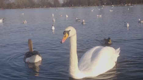Swans-and-ducks-Swimming-in-a-lake-on-a-sunny-winter-day