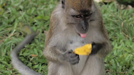 the-monkey-is-eating-a-mango