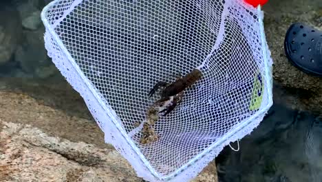 Boy-catching-a-small-crayfish-in-a-fishing-net-and-then-releasing-it-back-into-the-lake