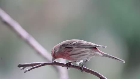 Male-House-Finch-scares-a-female-House-Finch-off-the-twig-Slow-motion
