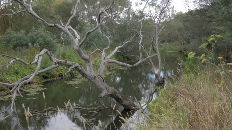 Toter-Großer-Umgestürzter-Gummibaum,-Der-In-Einem-Australischen-Fluss-Liegt