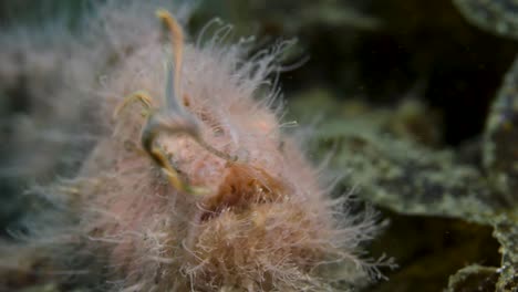 A-pink-hairy-Frogfish-using-its-lure-to-act-as-a-worm-to-catch-prey