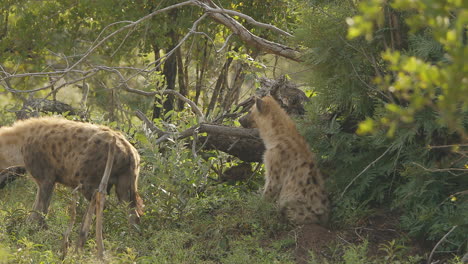 Two-spotted-hyenas,-one-is-a-pregnant-female-that-is-walking-trought-the-bushs-at-Kruger-National-Park,-South-Africa,-the-male-is-resting