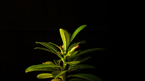Pflanze,-Wüstenrose,-Die-Um-Neues-Leben-Kämpft,-Während-Ihre-Blätter-Welken
