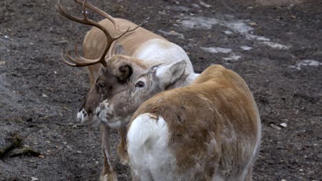 Reindeer-female-and-male-with-big-antlers-scratching-each-others-heads