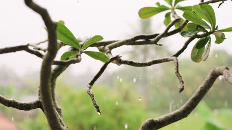 Exotic-plant-in-Bali-under-the-rain