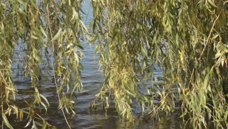Weeping-willow-tree-branches-overhanging-lake
