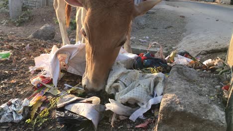 Nahaufnahme-Einer-Kuh,-Die-Den-Müll-Auf-Der-Straßenseite-In-Indien-Frisst