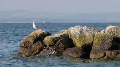a-seagull-sitting-on-a-rock-in-the-water