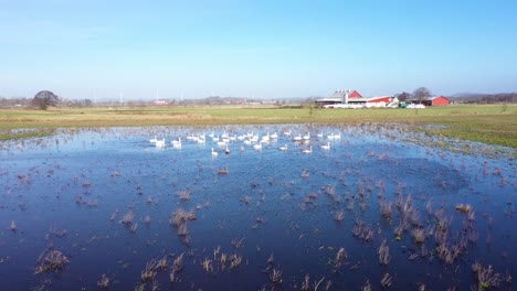 Bandada-De-Cisnes-En-Agua-En-Campo-Inundado