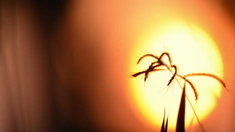 Spider-busy-in-constructing-the-web-at-paddy-field-with-sunset-as-a-backdrop-or-background