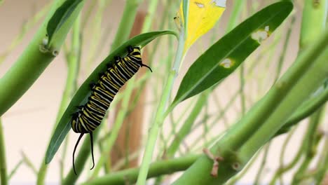 Mariposa-Monarca-Danaus-Plexippus-Oruga-Alimentándose-De-Verde-Planta-Dejar-Videografía-Etapa-Larvaria-Artística-Arte-Moderno-Resumen-Diseño-Creativo-Naturaleza-Al-Aire-Libre-Insecto