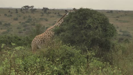 In-Diesem-Video-Geht-Es-Um-Giraffen-Im-Kenya-National-Wildlife-Park,-Die-Im-Busch-Leben-Und-Fressen