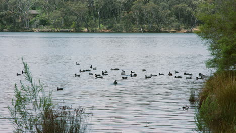 Medium-shot-of-Ducks-and-Eurasian-Coots-floating-near-shore-on-a-mountain-lake-on-a-windy-afternoon