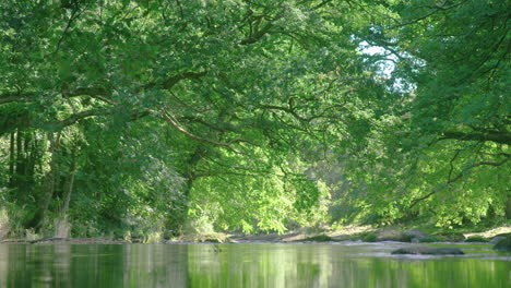 Peaceful-scene-as-river-flows-under-green-tree-canopy-in-forest