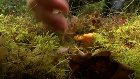 Pulls-out-of-the-moss-mushroom,-Yellow-Chanterelle
