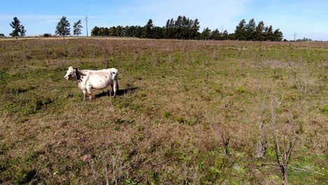 Aerial-view-of-a-cow-in-the-field-with-trees-in-the-background-on-a-sunny-day