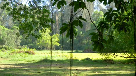 Mono-Vervet-Cae-De-Un-árbol-En-Un-Bosque-Verde-En-Kenia