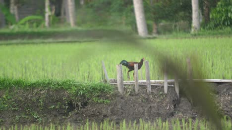 A-single-male-cock-is-walking-around-a-field,-free-and-roaming-around-looking-for-worms-in-the-ground-next-to-a-rice-field-and-water