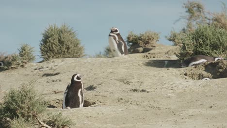2-Pinguine-Sitzen-Außerhalb-Ihrer-Höhlen-In-Patagonien